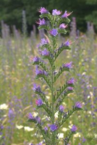 Echium vulgare, Natternkopf