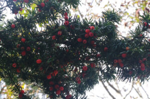 Eibe, Taxus baccata