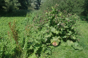 Erscheinungsbild (Habitus) Große Klette, Arctium lappa