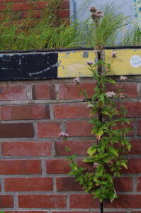 Eupatorium cannabinum, Gewöhnlicher Wasserdost, in Mauerwerksfuge