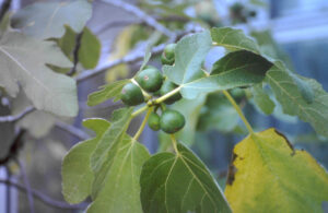 Feige, Ficus carica