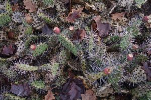 Feigenkaktus, Opuntia phaeacantha