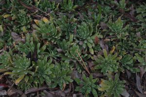 Fettblatt-Steinbrech, Saxifraga cotyledon L.