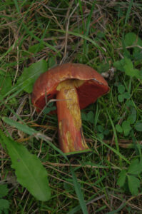 Flockenstieliger Hexen-Röhrling, Neoboletus erythropus