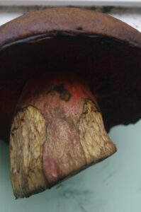 Flockenstieliger Hexenröhrling, Neoboletus erythropus mit Fraßspuren von Schnecken (weggefressenen Außenhaut) ähneln einer Netzstruktur. Die Haut selber hat keine Netzstruktur.