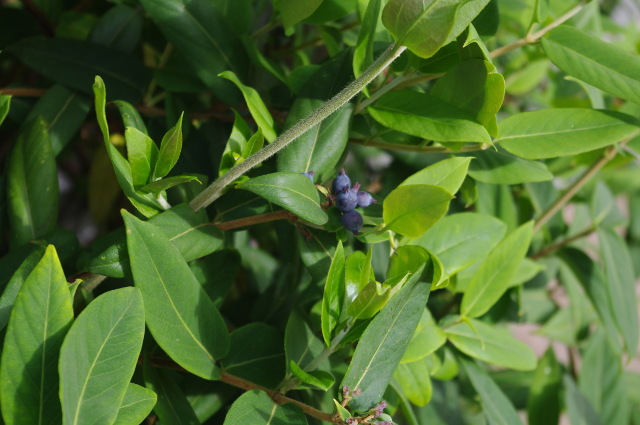 Immergrnes Geiblatt, Lonicera henryi  planten.de