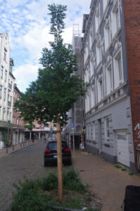 Fragwürdige Neupflanzung: Robinie als Straßenbaum in der Johannesstraße in Kiel