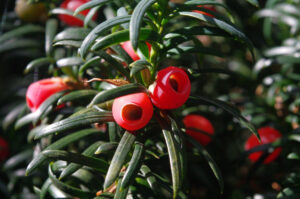 Frucht der Eibe, Taxus baccata
