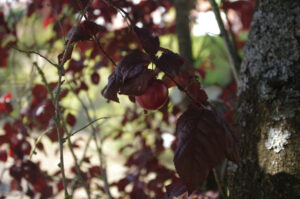 Frucht essbar: Kirsch-Pflaume, Prunus cerasifera 'Nigra'