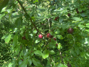 Frucht und Bätter der Kirsch-Pflaume, Prunus cerasifera