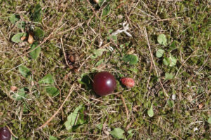 Frucht und Kern von Kirsch-Pflaume, Prunus cerasifera 'Nigra'