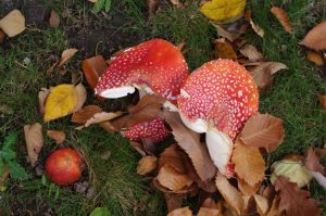 Fruchtkörper des Fliegenpilzes, Amanita muscaria