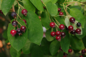 Früchte der Kupfer-Felsenbirne, Amelanchier lamarckii