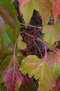 Früchte von Parthenocissus tricuspidata, Dreilappige Jungfernrebe, Dreilappwein