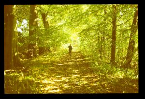 Spaziergang im Wald