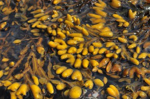 Fucus vesiculosus, Ostseeküste bei Bülck