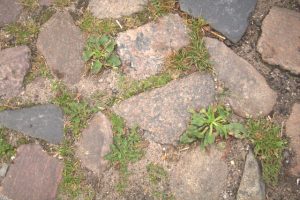 Fugenvegetation in Straßenpflaster