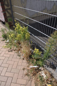 Fugenvegetation mit Linaria vulgaris und Mäusegerste