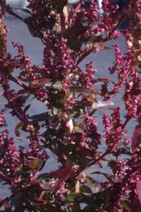 Garten-Melde - Atriplex hortensis cv. "Rubra"