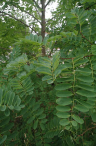 Gefiederte Blätter der Gewöhnlichen Robinie, Robinia pseudoacacia