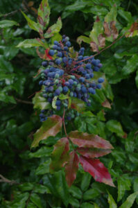 Gewöhnliche Mahonie, Mahonia aquifolium