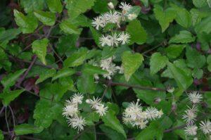 Gewöhnliche Waldrebe, Clematis vitalba - Blüte
