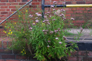 Gewöhnlicher Wasserdost, Eupatorium cannabinum, in Mauerwerksfuge
