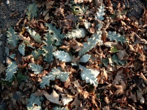 Gewöhnliche Eselsdistel, Onopordum acanthium