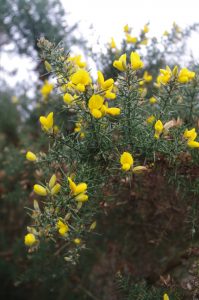 Gewöhnlicher Stechginster, Ulex europaeus L.