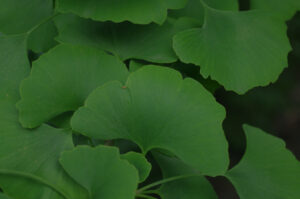 Ginkgo biloba - Blatt