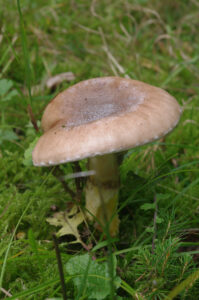 Gomphidius glutinosus