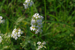 Blüte der Graukresse, Berteroa incana