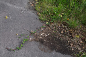 Grünfläche erschließt sich Asphaltbelag