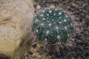 Gymnocalycium mackieanum