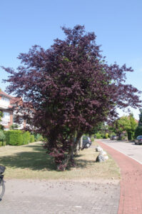 Habitus der Kirsch-Pflaume, Prunus cerasifera 'Nigra'