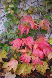 Herbstfärbung Parthenocissus tricuspidata, Dreilappige Jungfernrebe, Dreilappwein