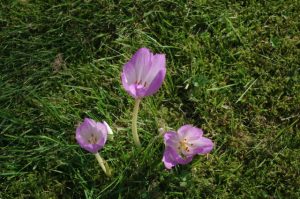 Zeigerpflanze für den Herbstbeginn: Herbst-Zeitlose, Colchicum autumnale