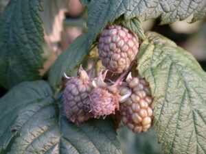 Unreífe Frucht der Himbeere