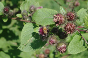 Honig-Biene auf Blüte von Große Klette, Arctium lappa