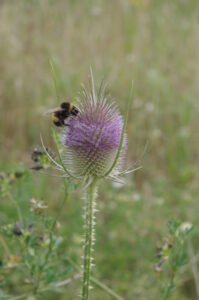 Hummel bestäubt Wilde Karde, Dipsacus fullonum