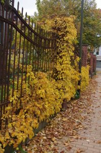 Hydrangea petiolaris, Kletterhortensie, im Herbst