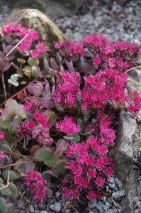 Hylotelephium cyaneum, Rosenteppich-Sedum