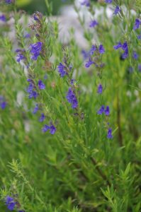 Hyssopus officinalis ssp. aristatus