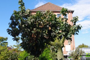 Zerstörter Kugelahorn in Gaarden - Der Baum ist völlig aus dem Gleichgewicht gebracht und weist keinen sortentypischen Kronenaufbau mehr auf.