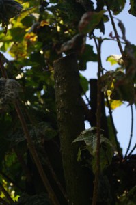 Zerstörter Kugelahorn in Gaarden - Der Baum ist durch brutalen Rückschnitt (Kappung) schwer geschädigt und weist Absterbenserscheinungen einzelner Äste auf.