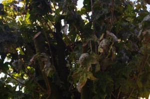 Zerstörter Kugelahorn in Gaarden - Der Baum ist durch brutalen Rückschnitt (Kappung) schwer geschädigt und weist Absterbenserscheinungen einzelner Äste auf.