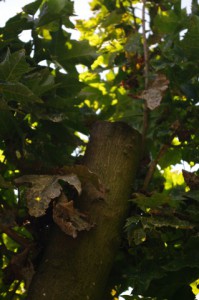Zerstörter Kugelahorn in Gaarden - Der Baum ist durch brutalen Rückschnitt (Kappung) schwer geschädigt und weist Absterbenserscheinungen einzelner Äste auf.