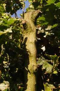 Zerstörter Kugelahorn in Gaarden - Der Baum ist durch brutalen Rückschnitt (Kappung) schwer geschädigt und weist Absterbenserscheinungen einzelner Äste auf.