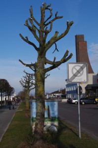 Die Gemeinde Laboe hat ihre Ahornallee in der Strandstraße verstümmelt