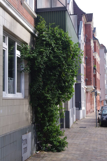 Immergrnes Geiblatt, Lonicera henryi  planten.de